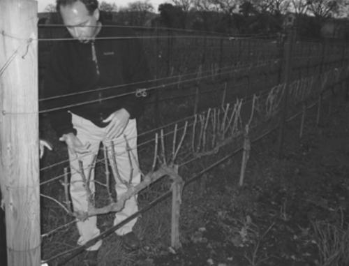 開墾から3年、初めて葡萄の収穫に成功した2001年に、皮肉にも、辻󠄀本憲三は自らの運命を変えるひとりの男と出会います。数多のカルトワインの葡萄栽培を手がける栽培家デイビッド・エイブリューです。