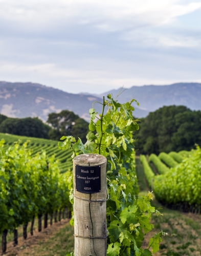 Kenzo&nbsp;agreed, and in 2002 replanting operations commenced with vines, soil and even the smallest rocks in the ground removed. Each block was planted to extract the purity of the vine&rsquo;s heritage and varietal characteristics.