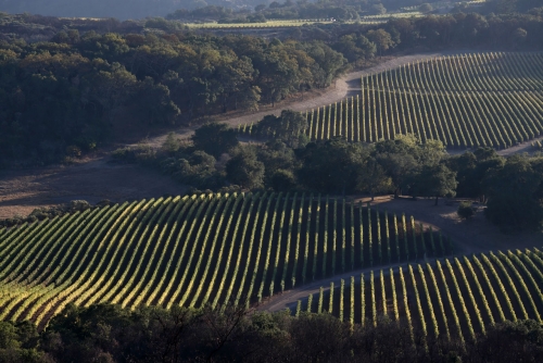 Aerial vineyard view of the estate
