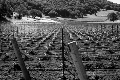 An early image of just-planted vineyard on the estate
