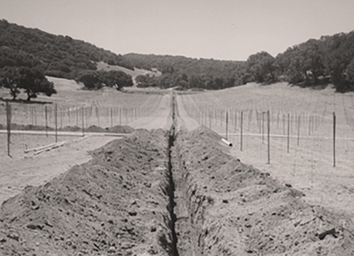 In 1998, vineyard development began with the first rootstock of Bordeaux varietals planted in 1999. Two years later, Kenzo Estate harvested grapes. Although wine was made from the fruit, the vintage was never released.