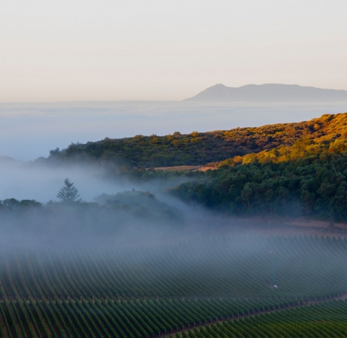fog fills the vineyard valleys at Kenzo Estate